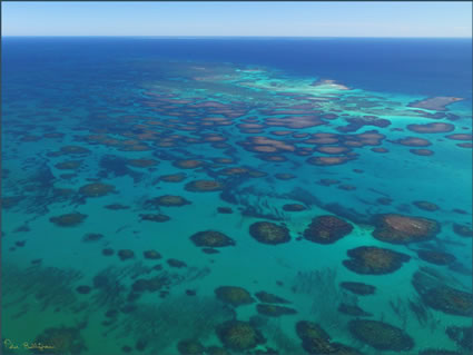 Abrolhos - WA (PBH3 00 4785)