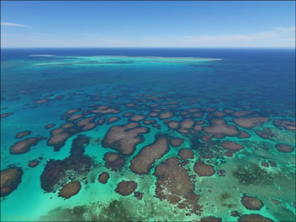 Abrolhos - WA (PBH3 00 4789)