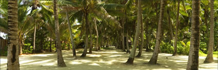Aitutaki Palm Trees (PBH3 00 1285).