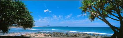 Alexandra Headland Pandanus Trees - QLD