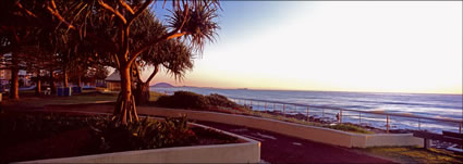 Alexandra Headland  Beach Pandanus (PB00 2149)