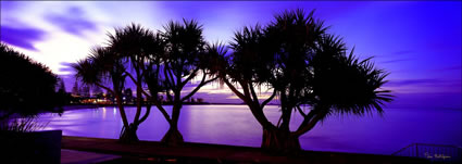 Alexandra Headland Pandanus (PB00 3136)