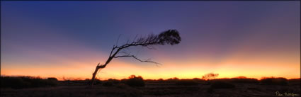 Alone - Carnarvon - WA (PBH3 00 7920)