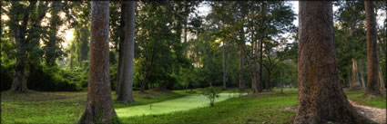 Angkor Forest (PBH3 00 13726)