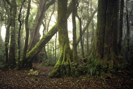 Antartcic Beech Trees - Lamington NP - QLD