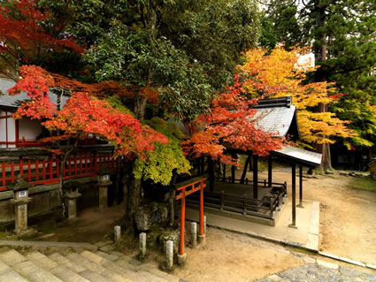 Autumn - Japan SQ (PBH3 00 0093)