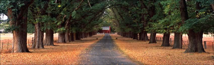 Autumn Drive 2 Cropped - Uralla NSW (PB 002885)