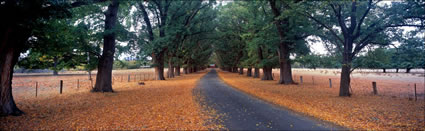 Autumn Drive 2 - Uralla NSW (PB 002885)