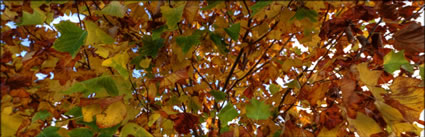 Autumn Leaves - WA (PBH3 00 7244)