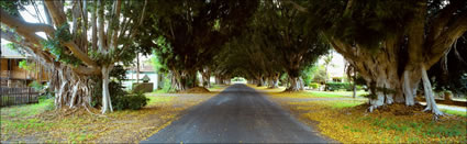 Avenue of Figs 1 - Grafton - NSW (PB 001801)