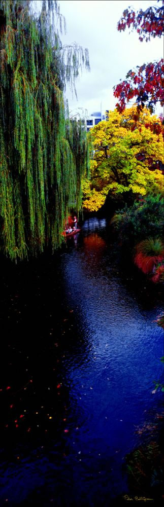 Avon River and Hanging Trees - NZ (PB 002821)