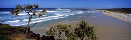 Ballina Beach Pandanus 1- NSW (PB00 1686)