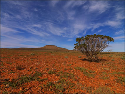 Beltana Station - SA SQ (PBH3 00 22079)