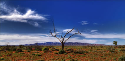 Beltana Station - SA T (PBH3 00 22043)