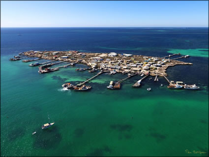 Big Pigeon Island - Abrolhos Islands - WA SQ (PBH3 00 7459)