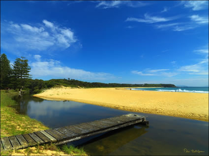 Black Head - NSW SQ (PBH3 00  0226)