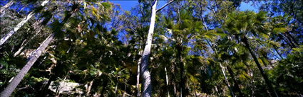 Blackdown Tableland NP Palms (PB00 4759)