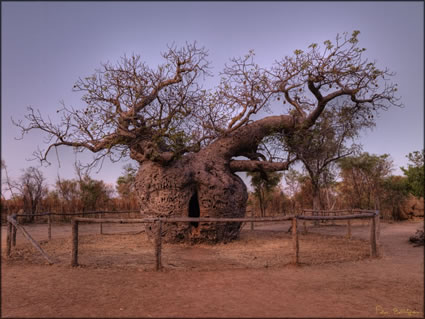 Boab - Derby - WA SQ (PBH3 00 10787)