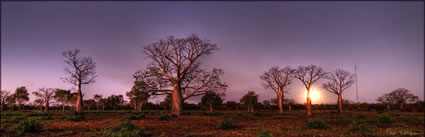 Boabs - Derby - WA (PBH3 00 10647)