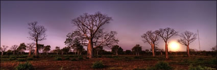 Boabs - Derby - WA (PBH3 00 10650)