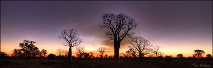 Boabs - Derby - WA (PBH3 00 10653)