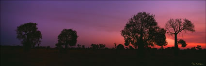 Bottle Trees 1 - QLD (PB00 4737)