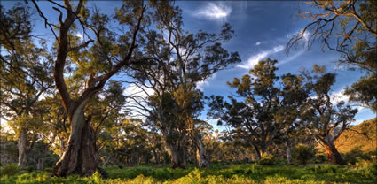 Brachina Gorge - SA T (PBH3 00 22110)