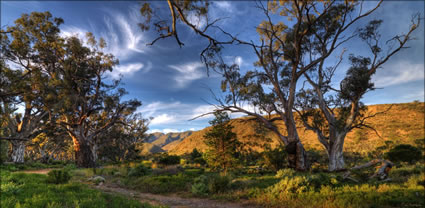 Brachina Gorge - SA T (PBH3 00 22113)