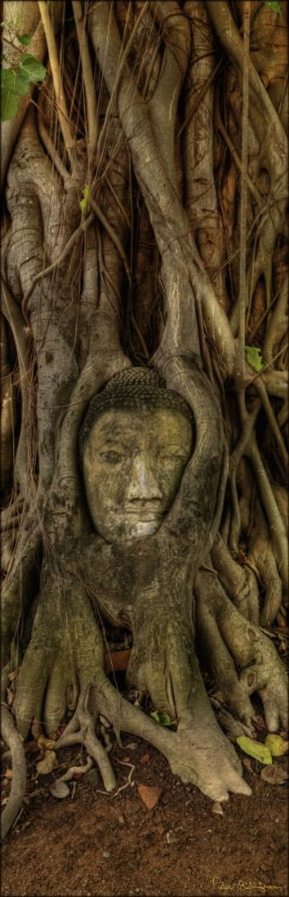 Buddha Head V (PBH3 00 14348)