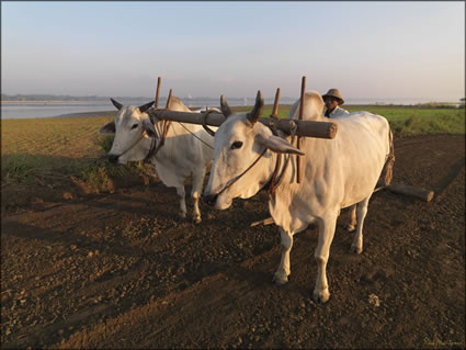 Bullocks - Taungthaman Lake SQ (PBH3 00 14783)