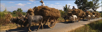 Bullock team - Taunggyi  (PBH3 00 15252)