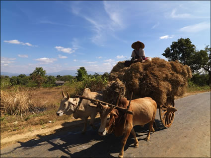 Bullock team - Taunggyi SQ (PBH3 00 15253