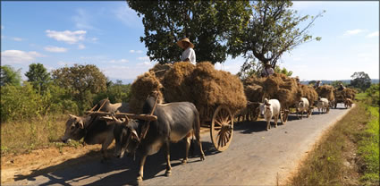 Bullock team - Taunggyi T (PBH3 00 15251)