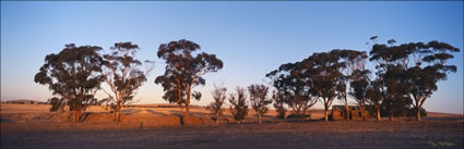 Bush Camp - Burra -SA (PB00 3971)