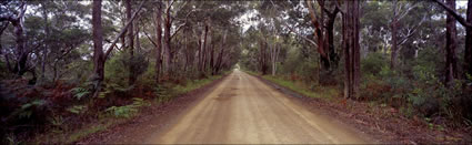 Bush Road - Crowdy Bay NP - NSW (PB003727)