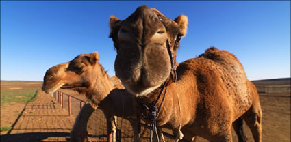 Camels - Beltana Station - SA T (PBH3 00 18874)