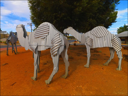 Camels - WA (PBH3 00 0776)