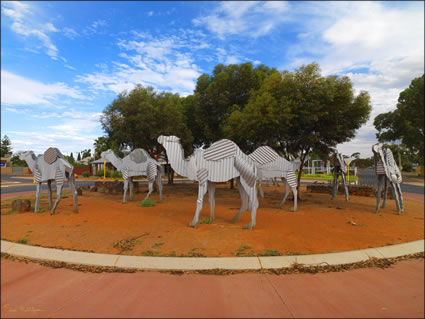 Camels - WA SQ (PBH3 00 0775)