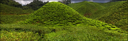 Cameron Highlands (PBH3 00 23525)