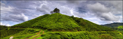 Cameron Highlands (PBH3 00 23570)