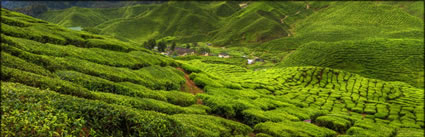 Cameron Highlands (PBH3 00 23616)