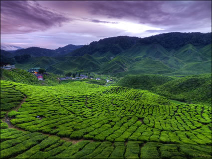 Cameron Highlands SQ (PBH3 00 23549)