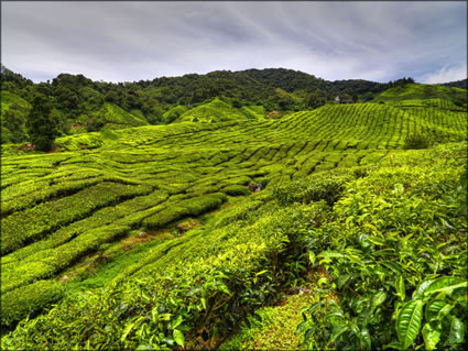 Cameron Highlands SQ (PBH3 00 23555)