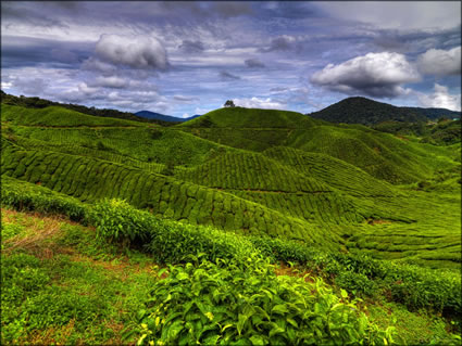 Cameron Highlands SQ (PBH3 00 23558)