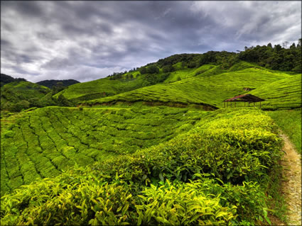 Cameron Highlands SQ (PBH3 00 23573)