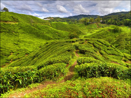 Cameron Highlands SQ (PBH3 00 23582)