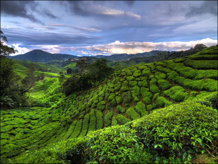 Cameron Highlands SQ (PBH3 00 23588)