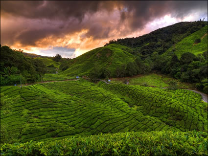 Cameron Highlands SQ (PBH3 00 23597)