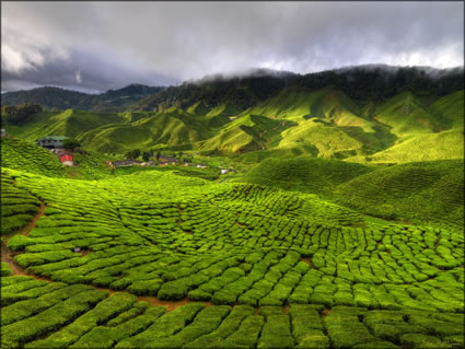 Cameron Highlands SQ (PBH3 00 23610)