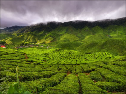 Cameron Highlands SQ (PBH3 00 23613)